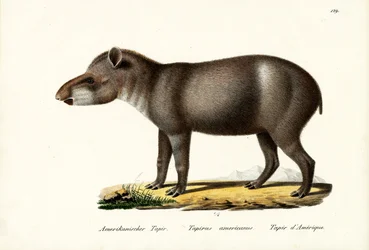 Tapir Americano, 1824